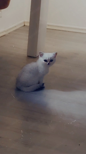 BHK katzen
