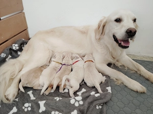 Golden Retriever Welpen Rüden 