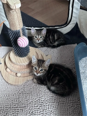 Wunderschöne Waldkatzen Mix Kitten zu vermitteln