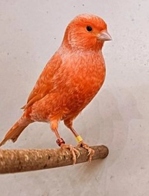 kanarienvogel