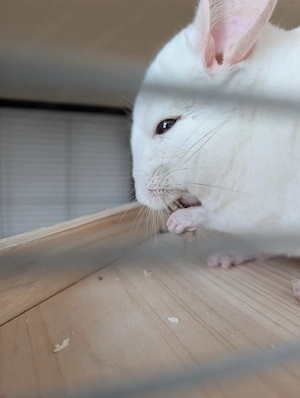 Zwei weiße Chinchillas abzugeben