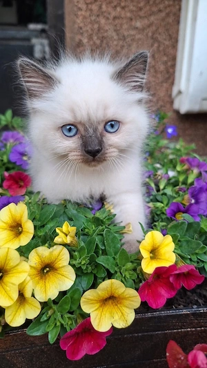 Heilige Birma, Katzenbabys!!    