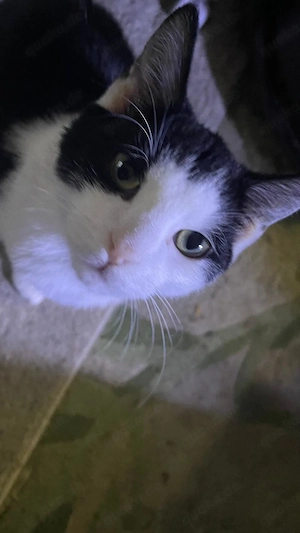 Lieber Schmusekater     ist bereit umzuziehen in ein tolles zu Hause