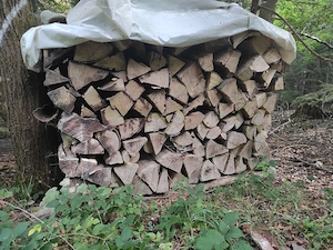 Buchen - Brennholz trocken