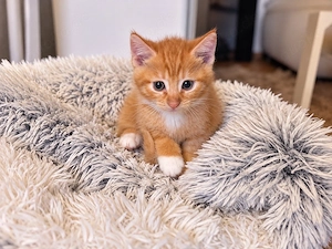 1 kleiner Kater sucht noch ein neues Zuhause 