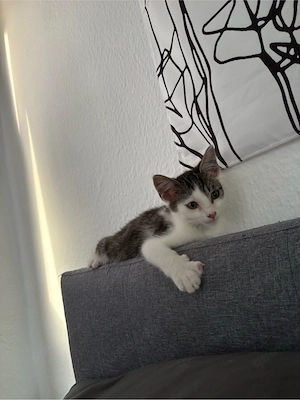 kater 4monate alt