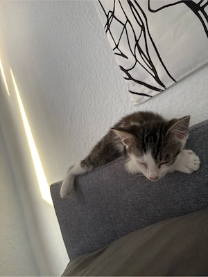 kater 4monate alt