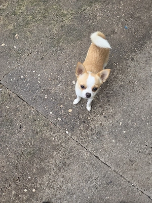 Chihuahua mix 