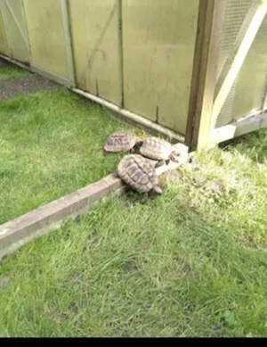 11 Griechische Landschildkröten