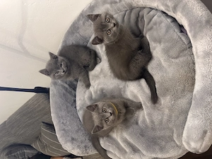 Blue BKH Kitten 