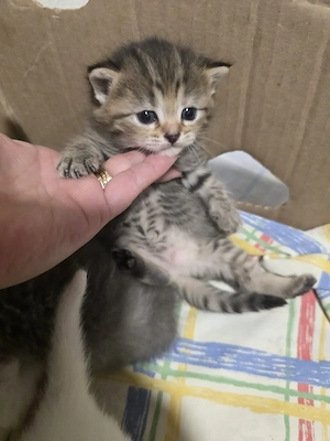 Fünf Katzen