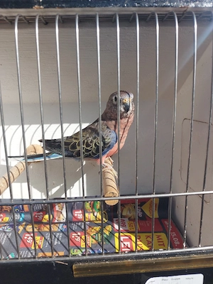 Bourkesittich Hahn - Vögel - Sittiche 