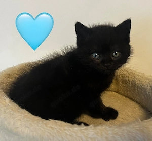 Britischen kurzhaar Baby Katzen