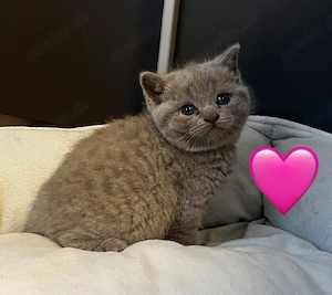 Britischen kurzhaar Baby Katzen