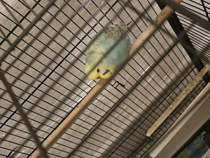 Ich verkaufe alle meine vögel