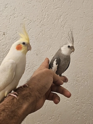 Ich verkaufe alle meine 8 Vögel
