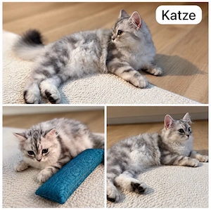 Britisch Langhaar Katze & Kater, liebevolles Zuhause gesucht