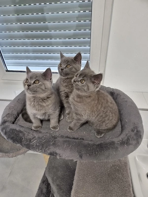BKH Kitten 11 Wochen alt