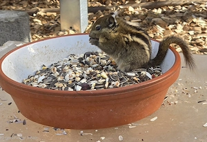 Streifenhörnchen