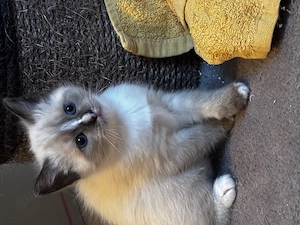 Siam-Birma-Mix Kitten 
