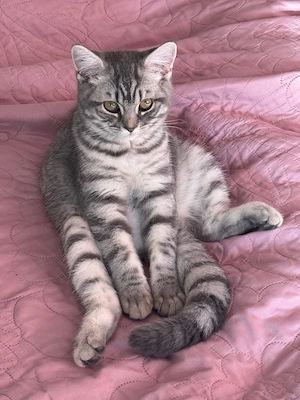  6 Monate alte Katze sucht liebevolles Zuhause