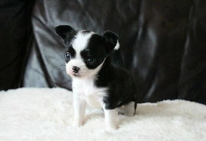 Chihuahua-Welpe sucht liebevolle Familie