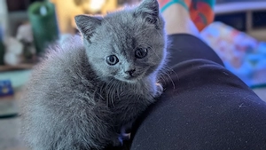 BKH Kitten abzugeben 