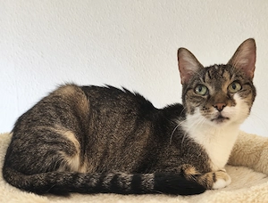 Zu verschenken: Liebe Katzendame sucht schönes Zuhause