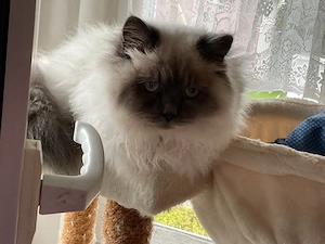 Heilige Birma Kitten.  