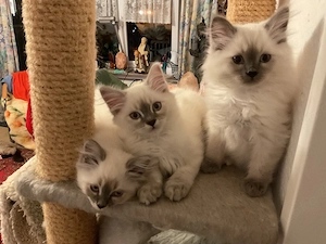 Heilige Birma Kitten