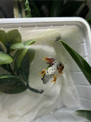 Hyperolius fusciventris 0.1 