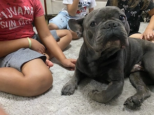 Franz. Bulldogge geb. 2019 Kinderlieb u. Verspielt 
