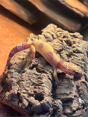 tremper albino 0.1 2026 