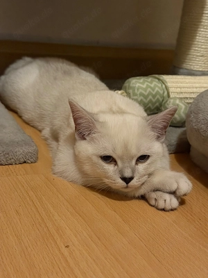 BKH kitten 4 Monate alt