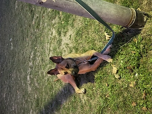 Hund schweren Herzen abzugeben 