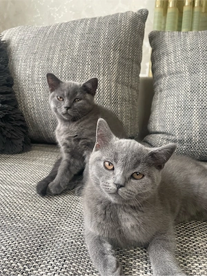 Britisch Kurzhaar Kater