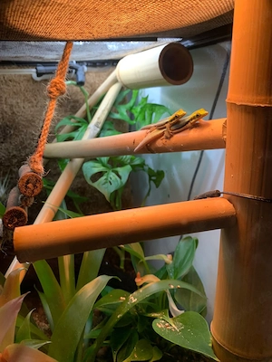 Phelsuma Klemeri Männchen abzugeben oder gegen Weibchen zu tauschen