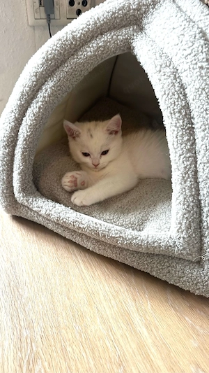 Bkh kitten zu verkaufen 