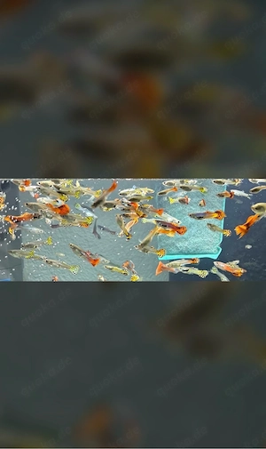 Guppy zu verschenken 