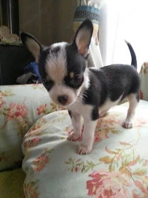 Süße Chihuahua-Welpen (12 Wochen) abzugeben