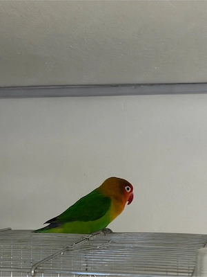     Lovebird = Agapornis (Unzertrennliche)