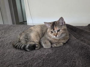 Außergewöhnliche BKH-Schönheit Cleo (Spotted Tortie) sucht ihr Traumzuhaus!