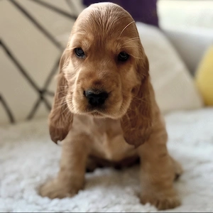 Cocker Spaniel Welpen!!