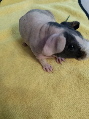 Skiny Pig Böckchen 