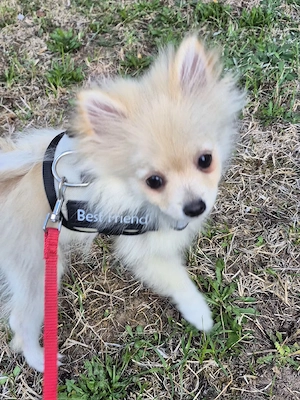 Pomeranian hund männliche
