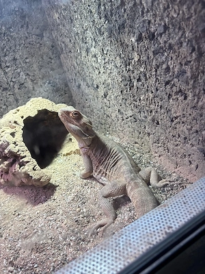 Bartagame sucht dringend ein neues Zuhause