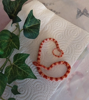 Kornnatter Nachzuchten (Pantherophis guttatus) 2026
