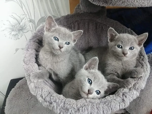 Süße Katzenbabys suchen neues Zuhause