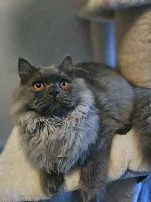 Prächtiger BLH Blauer Katerchen ab sofort!