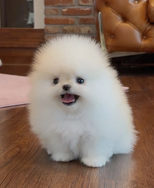 Zwergspitz Pomeranian Welpen